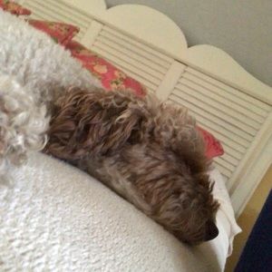 Meet your Posher, Bardee